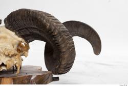 Photo Textures of Mouflon Skull Antlers